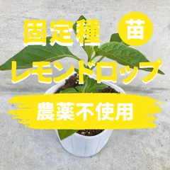 唐辛子の苗2株　レモンドロップ【固定種】農薬不使用のサムネイル