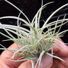 チランジア ウトリクラータ プリングレイ Tillandsia utriculata ssp. pringlei＊エアプランツ＠フラワーショップ江口