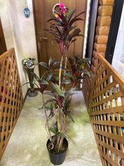コルジリネ・紅光　７号　カラーリーフ　赤　インテリア　グリーン　観葉植物　育てやすい