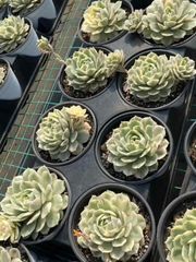 抜き苗 オンスノー錦 MY92×15株 ふっくら 多肉植物 エケベリア サボテン 韓国苗 新入荷