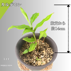 【沖縄育ち】約14㎝ グリーンカルダモン 苗 観葉植物 3-14