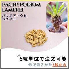 【種子】パキポディウム ラメリー /セット割あり 数量5粒から購入OK