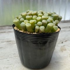 速達＊多肉植物 フェネストラリア 五十鈴玉 大苗 抜き苗