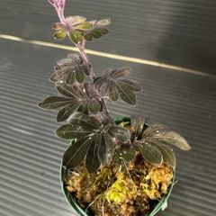 ソラナムウレアナム　ポット付き　パルダリウム