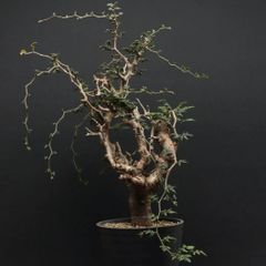 "Commiphora monstrosa" コミフォラ モンストローサ 管理2303