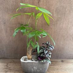 【寄せ植え】パキラ・トランディスカンティア ゼブリナ Phillodendron micans   Tradescantia zebrina パキラ トラカン 観葉植物 観葉 植物  インテリア プレゼント かわいい おしゃれ グリーン 母の日 父の日 誕生日