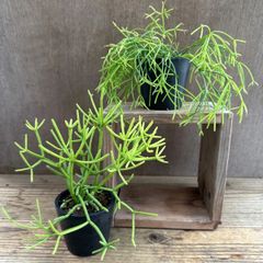 リプサリス　2個セット⑤　現品　ヘテロクラダ カスッサ　Rhipsalis heteroclada　Rhipsalis cassutha  糸葦 イトアシ 森林サボテン ジャングルサボテン 観葉植物 観葉 植物 多肉植物 多肉 ハンギング グリーン
