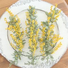ミモザ 銀葉アカシア ドライフラワー 3本セット 国産 花材