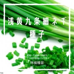 T04　家庭菜園でおすすめ品種　浅黄九条細ネギ　固定種