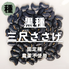 【種】ささげ　黒種三尺ささげ　農薬不使用　20粒