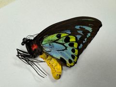 千葉県産　キタクシノハクモヒトデ　実体標本　立体標本 Amazon.co.jp: 千葉県産 キタクシノハクモヒトデ 実体標本 立体