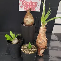 【限定セール！】 2025年最新】グラキリス ベアルートの人気アイテム - メルカリ 塊根植物・コーデックス