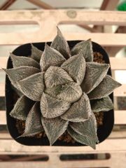 魅惑 花影コレクタ交配実生特選 ハオルチア 多肉植物 - メルカリ