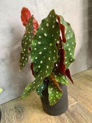 ベゴニア　マクラータ　観葉植物　植物