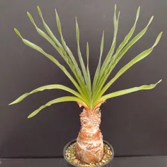 ブーファンディスティチャ現地球(発根済) 楽天市場】【発根済】 ブーファン（ディスティチャ） 中型 苗木