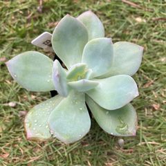 白鳳　抜き苗　多肉植物　モフ多肉　エケベリア　大型