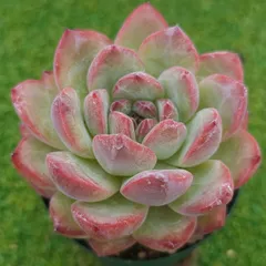 2025年最新】メキシコポルデンシスの人気アイテム - メルカリ