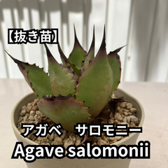 【抜き苗】アガベ　サロモニー　Agave salomonii　2024-6-15-as3