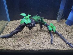 347．流木付き水草 アヌビアスナナプチ 南米ウィローモス