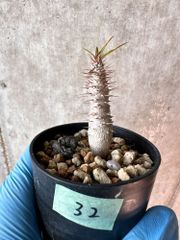 【現品限り】パキポディウム・グラキリス【A32】 Pachypodium gracilius【植物】塊根植物 夏型 コーデックス