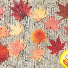 北海道　もみ　カエデ　紅葉　MIX　ドライフラワー　　押し花　　　　　30枚