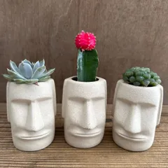 ★モアイ3兄弟！！① 3種類  多肉不明種 緋牡丹 ハオルチア不明種 現品 観葉植物 観葉 植物 珍奇植物 珍奇 珍しい レア 希少 多肉植物 多肉 カクタス インテリア プレゼント おもしろい 可愛い
