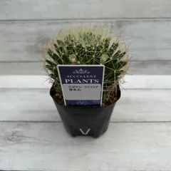 2025年最新】ソマリエンシスの人気アイテム - メルカリ