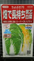 畑で長持ち 黄芯 白菜 ちよぶき70 ハクサイ 種 ３袋セット