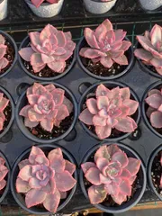 多肉植物 韓国苗 ハリーワトソン錦 変異株 ハリーワトソン錦】韓国多肉