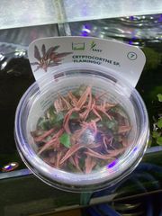 クリプトコリネ sp. フラミンゴ　組織培養　デナリー社 Cryptocoryne sp. “Flamingo”