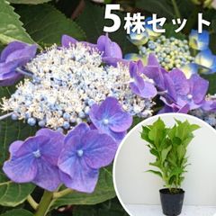【大特価‼️】紫陽花5鉢セット売り‼️希少‼️八重咲　ピンク　ブルー※鉢ごと発送‼️ 大特価‼️】紫陽花5鉢セット売り‼️希少‼️八重咲 ピンク ブルー※鉢