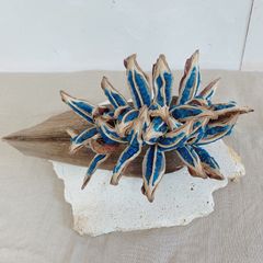旅人の木A級品 ７節 旅人の木 開花前①5節 - メルカリ