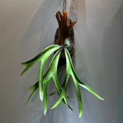 ビカクシダ　ウィリンキー　バリ　ワイルド株　Platycerium Willinckii ‘Bali’　流木付