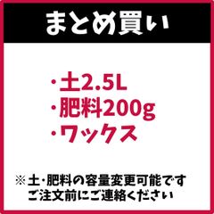 （まとめ買い/送料がお得） 土2.5L × 1, 肥料200g, ワックス アンスリウム アンシカル アンスリューム