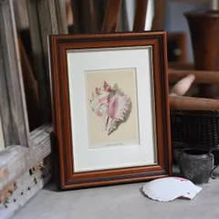 ヴィンテージフレーム「貝殻・No10」希少なヴィンテージ図鑑からの1枚とイタリアの古い額縁のセット (アンティーク雑貨 蚤の市 ウォールデコ シャビーシック レトロ アートフレーム 額縁 絵 ポスター インテリア雑貨 アート 古道具 貝殻 癒し 模様替え )