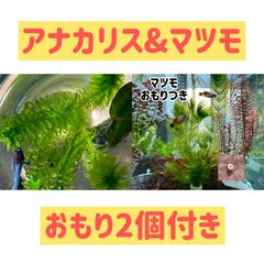 【無農薬】アナカリス3本 & マツモ2本　おもり2つ