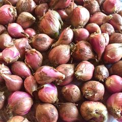 赤エシャロット 農薬不使用野菜　自家採取野菜　ネコポス