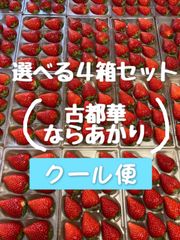 4箱セット　古都華　ならあかり　選べるセット　奈良県　農家直送　橋本農園　いちご　苺　イチゴ　ことか　コトカ