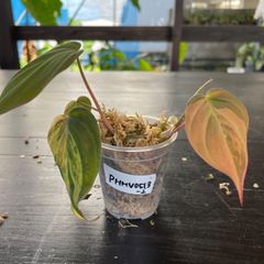【美斑】　フィロデンドロン　ミカンス　斑入り　philodendron micans variegated