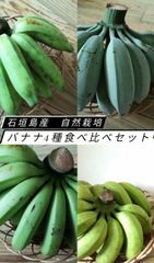 石垣島産 バナナ4種類食べ比べセット（自然栽培）4kg