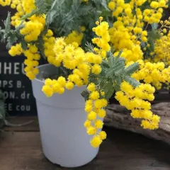 2026年最新】ミモザ枝の人気アイテム - メルカリ