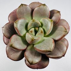 新入荷