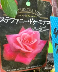 2025年最新】薔薇 大苗 強香の人気アイテム - メルカリ