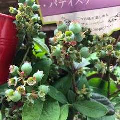 ポットごと♡2品種植え♡ブルーベリー♡パウダーブルー×ブライトウェル♡