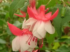 【 ゆとあさん専用 】フクシア　エンジェルスイアリング　デュアルパール　登録品種 等　2株