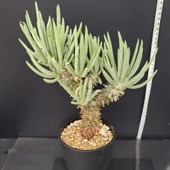チレコドン ワリチー（奇峰錦） | 植物でワクワクを｜BOTANICAL BOX