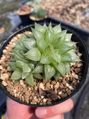 loscenteコーナー　　ダウニー錦　ツルギダ錦他　多肉植物 loscenteコーナー ダウニー錦 ツルギダ錦他 多肉植物