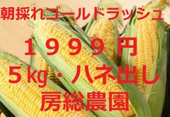 １９９９円・朝採れ・５キロ・トウモロコシ・「ゴールドラッシュ」ハネ出し