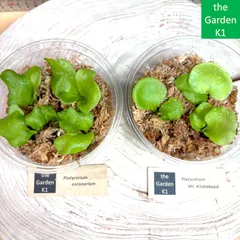 2025年最新】ビカクシダ キッチャクードの人気アイテム - メルカリ