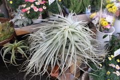 チランジア【ストラミネア　クランプ（thick leaf）】 エアプランツ　エアープランツ　スパニッシュモス
